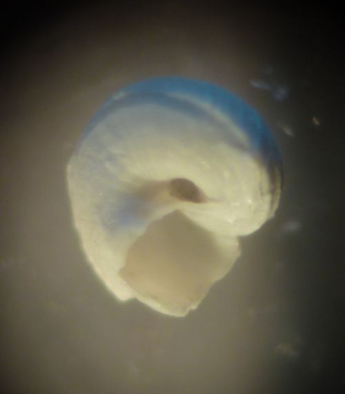 juv. Chilodontidae?