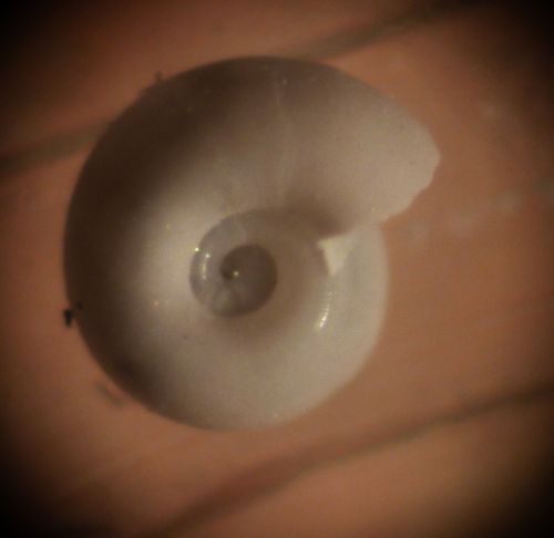 Micro indet. 1 Oxygyrus ?