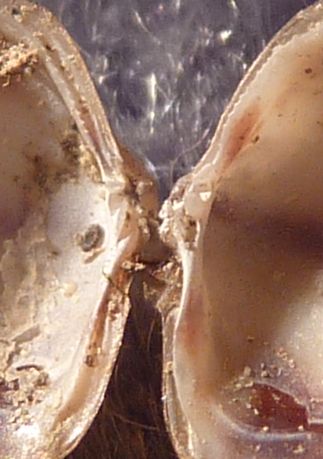 piccolo bivalve dal fiume Po