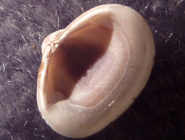 piccolo bivalve dal fiume Po