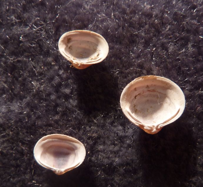 piccolo bivalve dal fiume Po