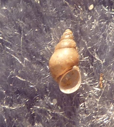 micro gasteropode