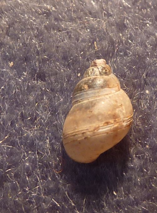 micro gasteropode