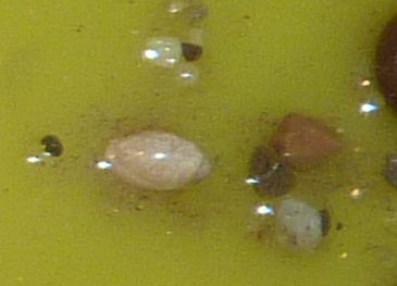 Physa fontinalis?