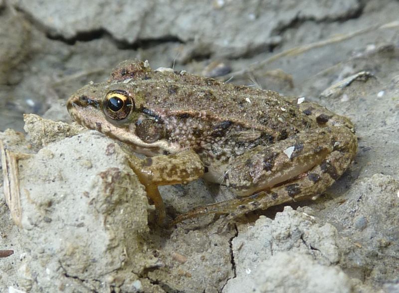 ranocchia in una vigna - Pelophylax sp. neometamorfosato