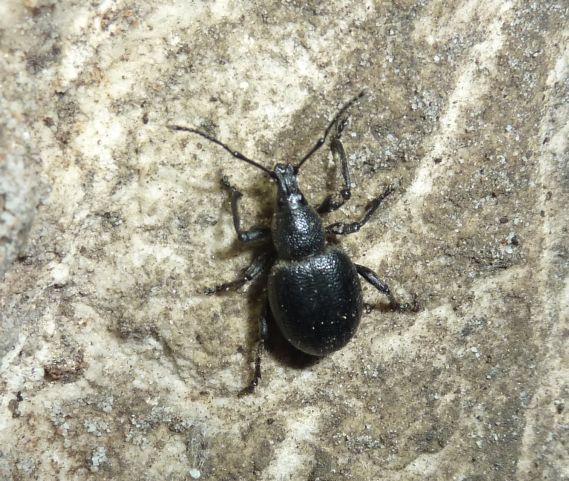 in una grotta...Otiorhynchus sp.