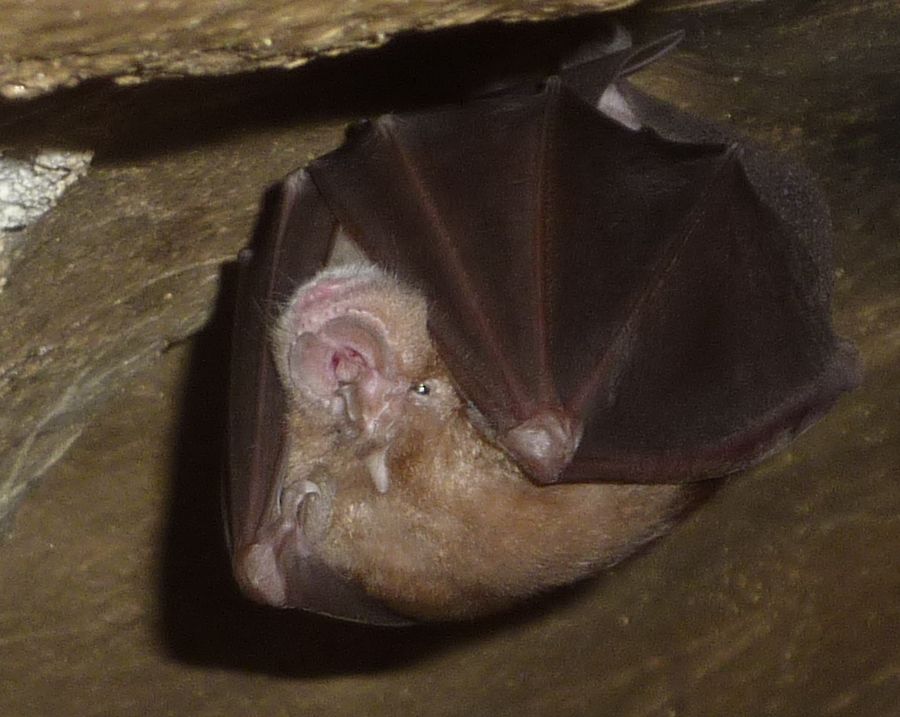 Pipistrello - ferro di cavallo maggiore