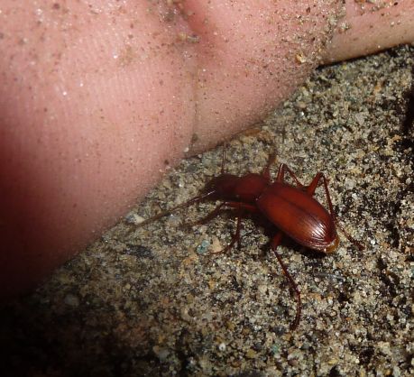 Carabide troglobio? Laemostenus insubricus