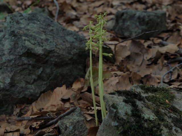 Corallorhiza trifida