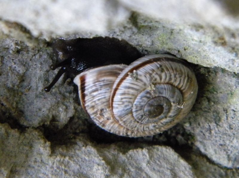 Chilostoma cingulatum colubrinum (De Cristofori & Jan,1832)