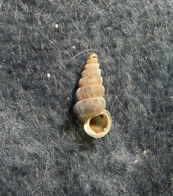 Cochlostoma