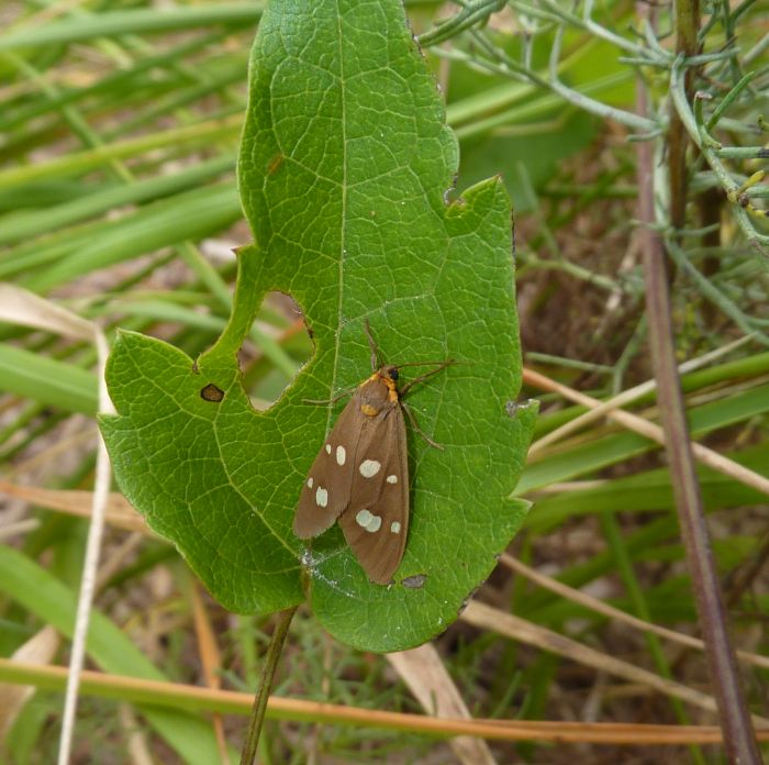 farfalla dal M. Giogo