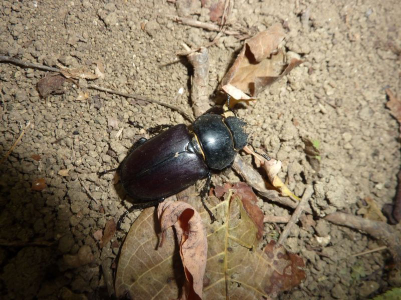 Lucanus cervus?