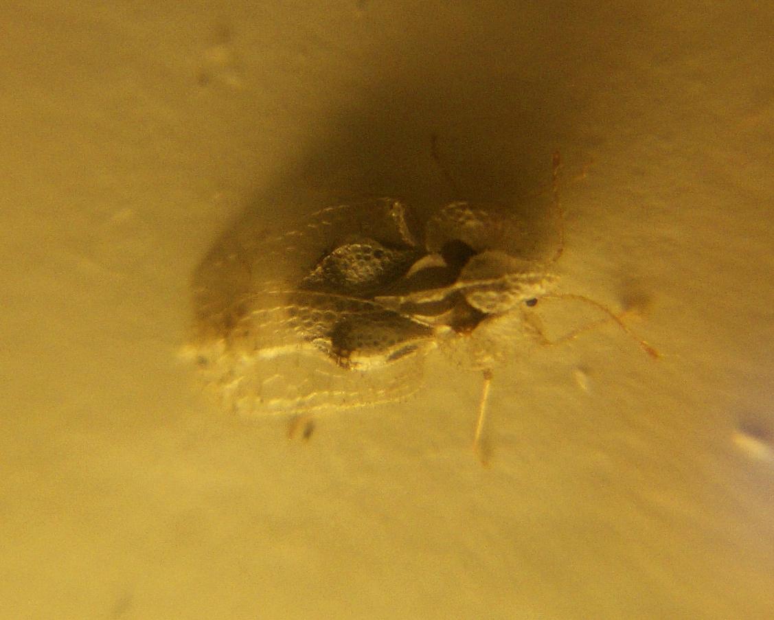 pizzo e filigrana: Corythucha ciliata (Tingidae)