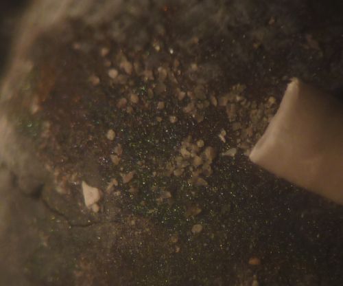 fossili mineralizzati