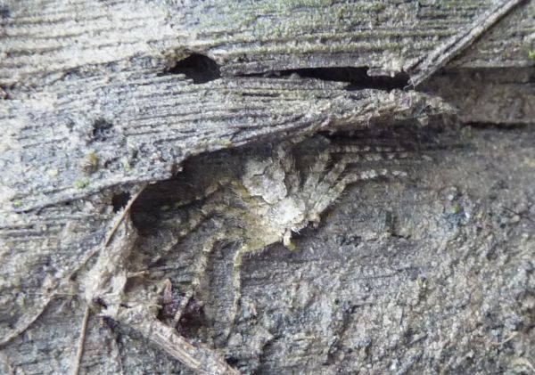 ragno con teschio (Philodromus margaritatus)