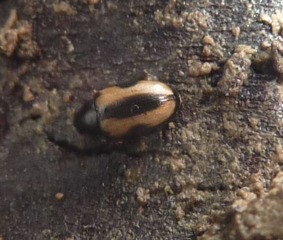 piccolino ma bello! Chrysomelidae alticino (cfr Longitarsus)