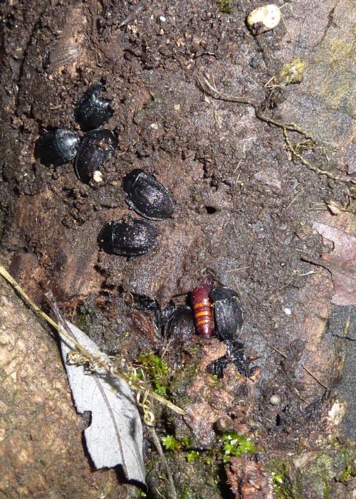 una famigliola di... Phosphuga atrata