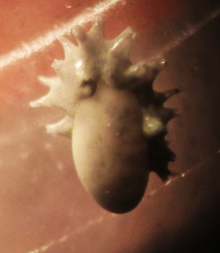 acconciatura punk ovvero briozoi su foramnifero?