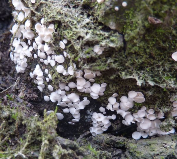 dischetti bianchissimi