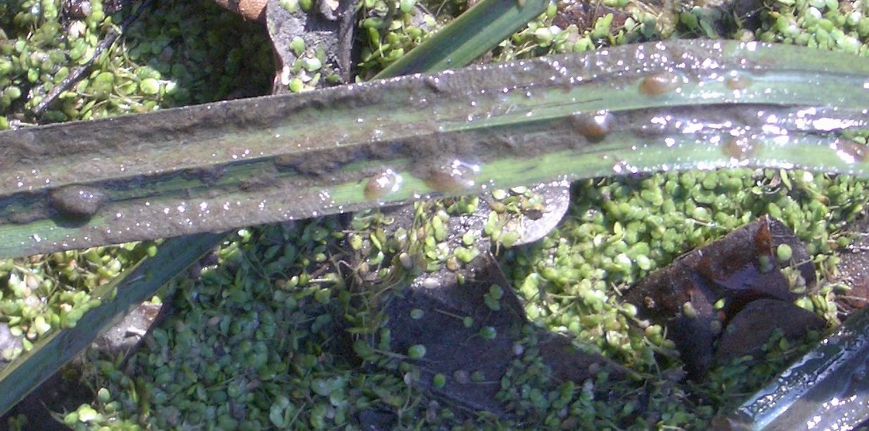 Acroloxus lacustris  ( Linnaeus , 1758 )