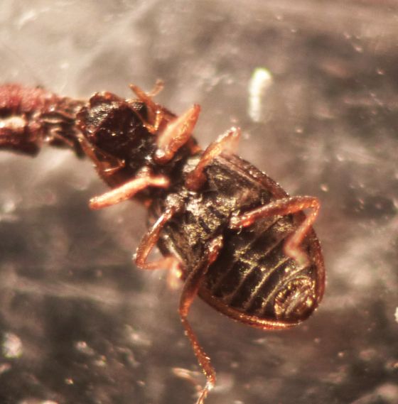 piccolo coleottero al microscopio: possibile Hydraenidae