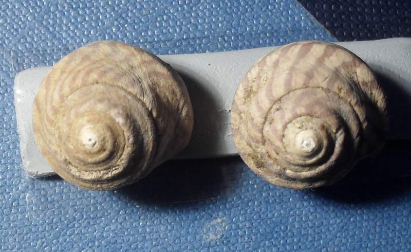 Gibbula brocchi (Mayer in Cocconi, 1873)
