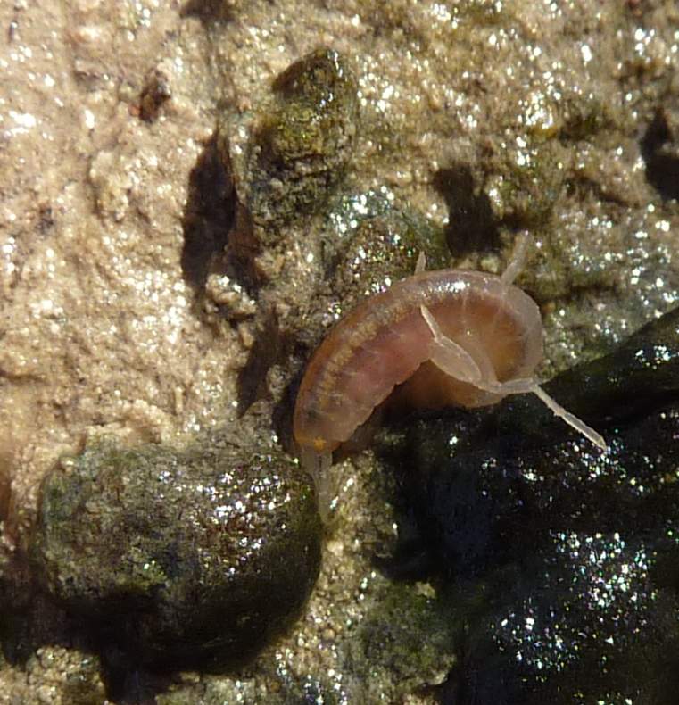 crostaceo  acquatico dall''Appennino
