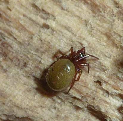 Robertus sp. (Theridiidae)
