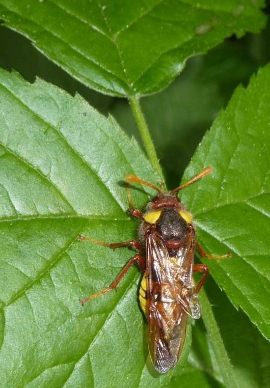 si camuffa da vespa ?? Cimbex quadrimaculatus