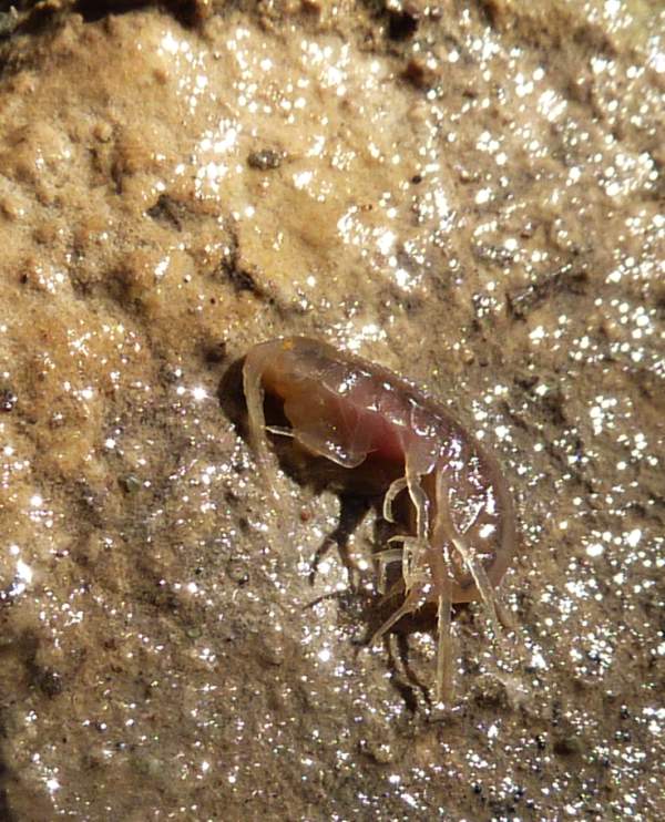 crostaceo  acquatico dall''Appennino
