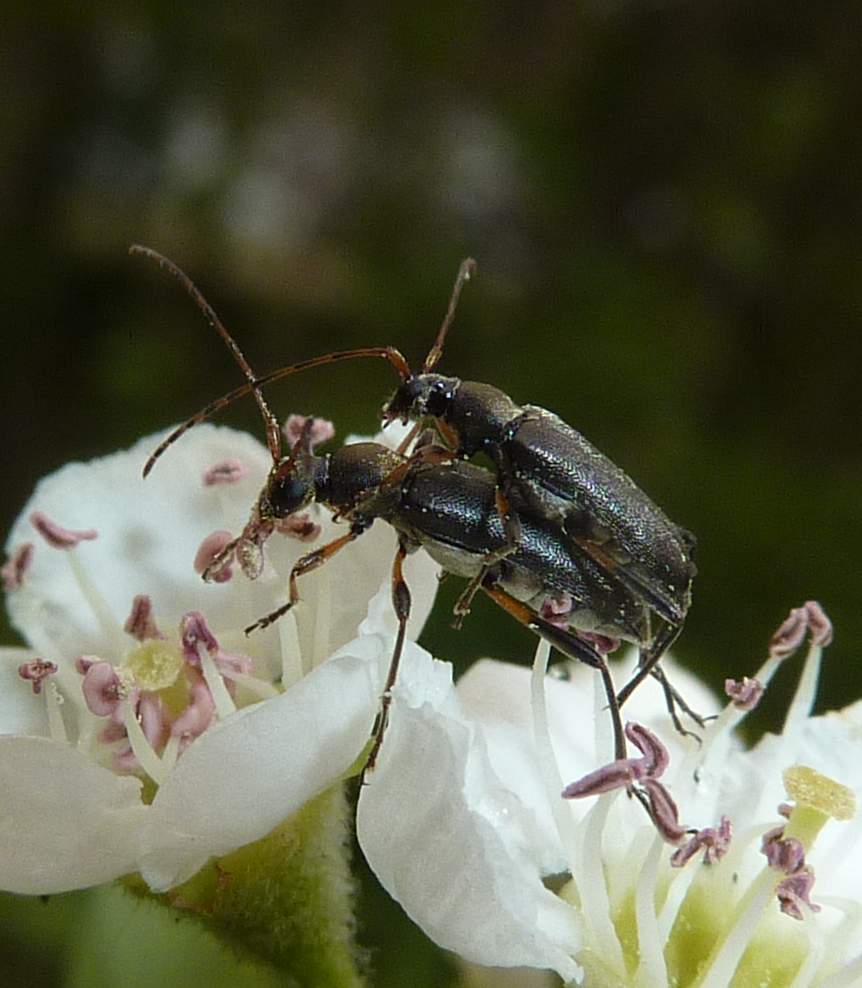 accoppiamento su fiore bianco: Grammoptera ruficornis