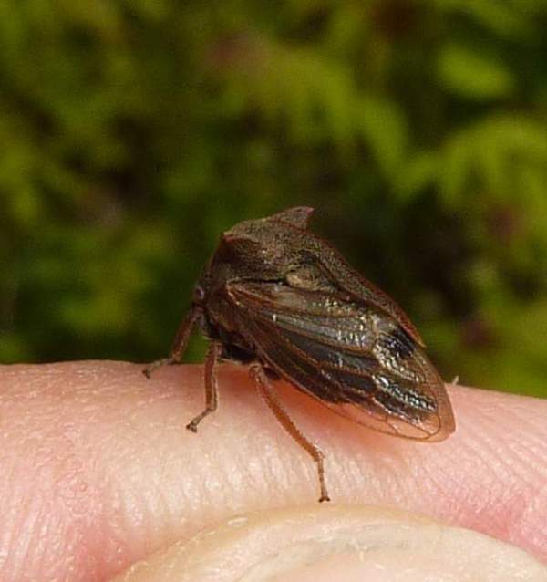 sembra un pipistrello....Centrotus cornutus  Lombardia