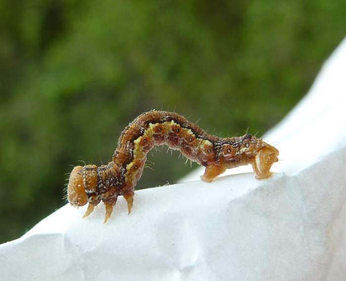 un bruchino sul panino - Erannis defoliaria