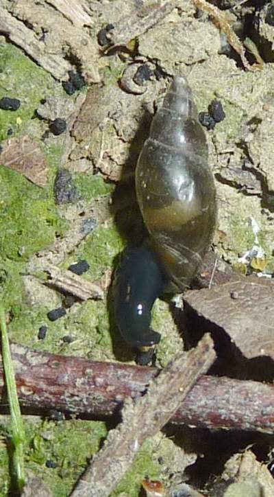 Aplexa hypnorum (Linnaeus, 1758)