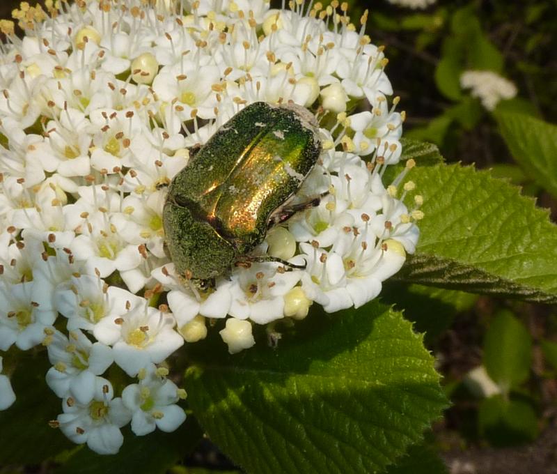 Cetonia aurata