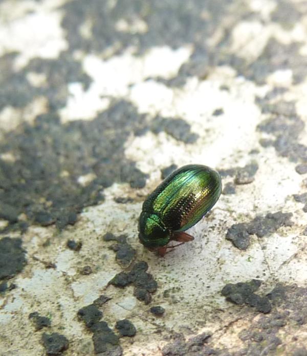 un bel verde metallico: Crepidodera aurea