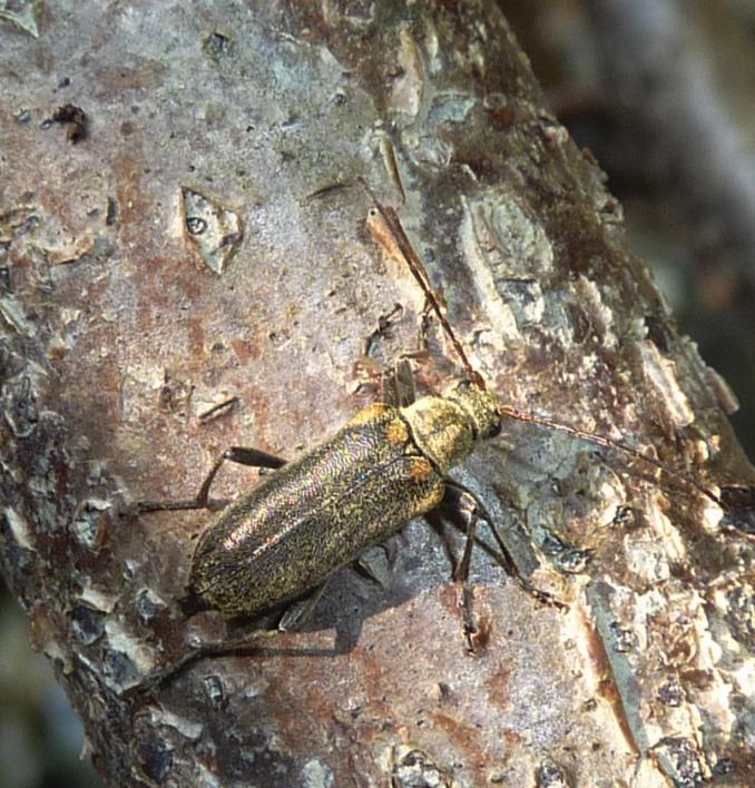 Cerambidae? Cortodera humeralis humeralis