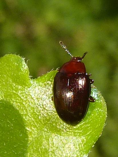 bruno lucente: Scaphidema metallicum (Tenebrionidae)