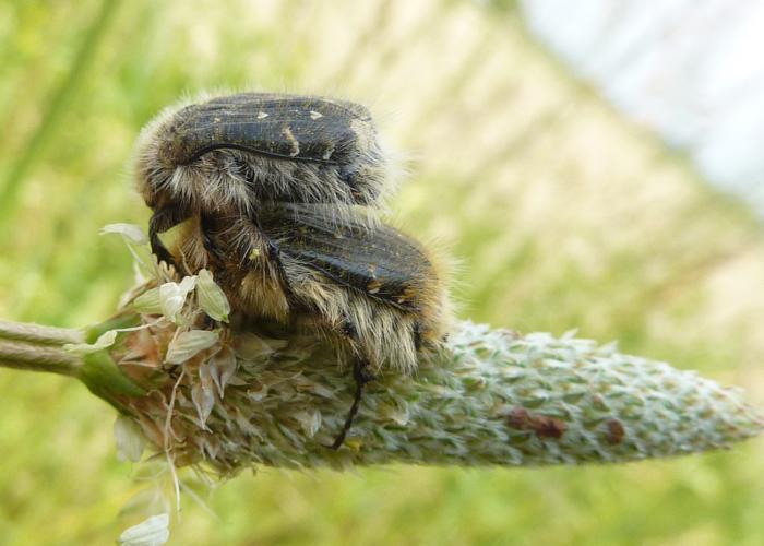 accoppiamento su Plantago (Tropinota squalida o hirta)