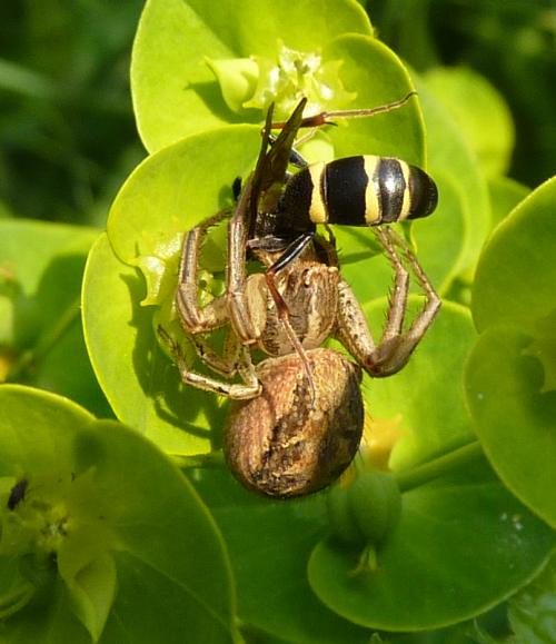 Xysticus sp.