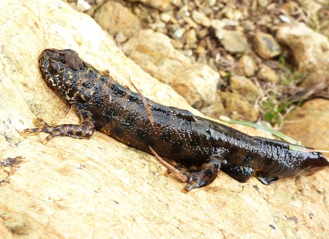 Triturus dall''Appennino