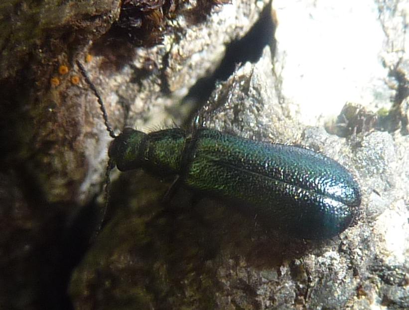 Dasytidae: probabile Psilothrix