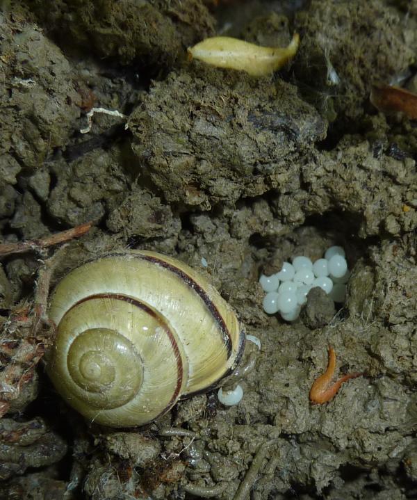 Cepea nemoralis e ovatura