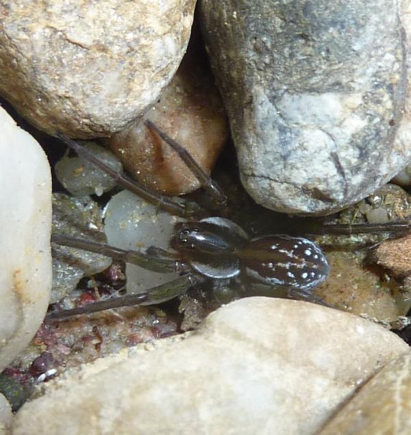 Pirata sp.