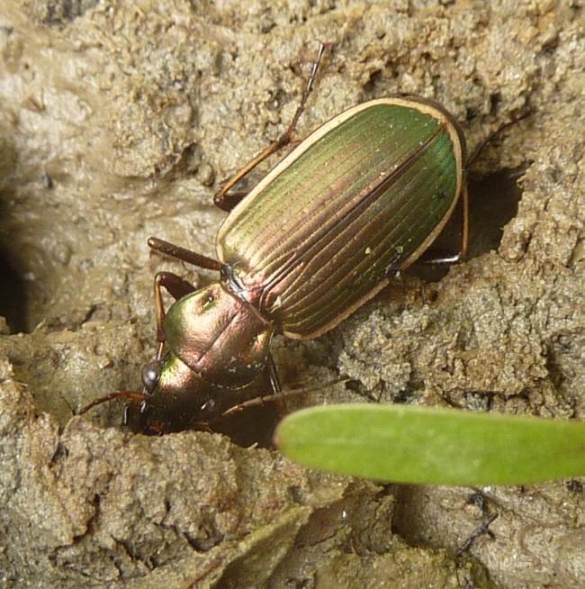 Chlaenius (Chlaenites) spoliatus