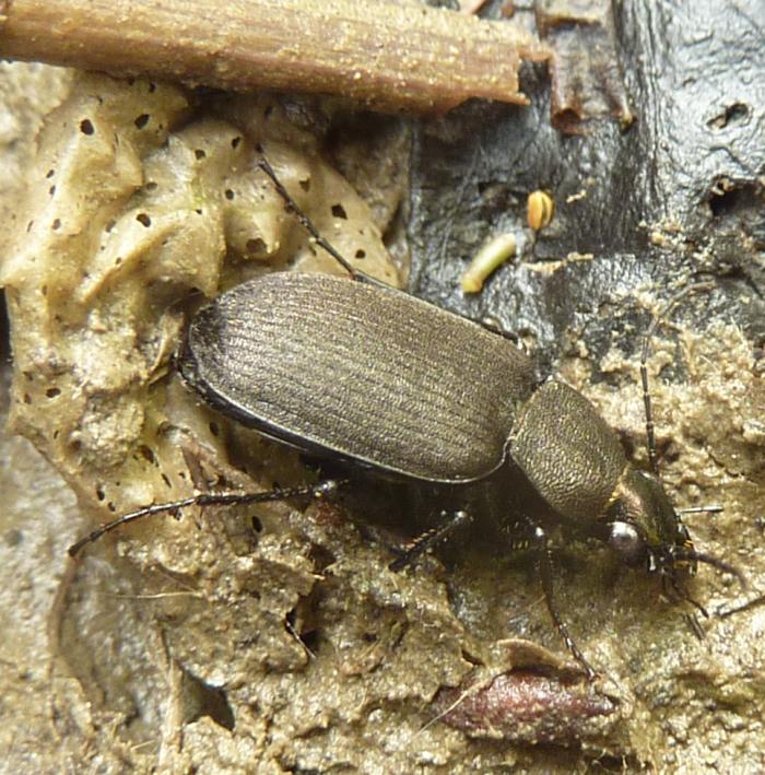 Chlaeniellus tristis