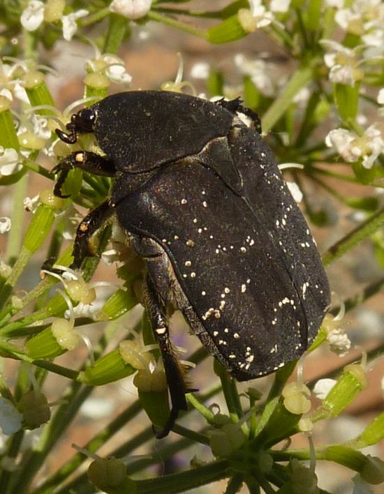 non la solita cetonia...(Netocia morio)