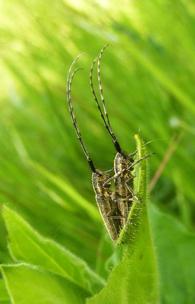 accoppiamento Agapanthia cardui