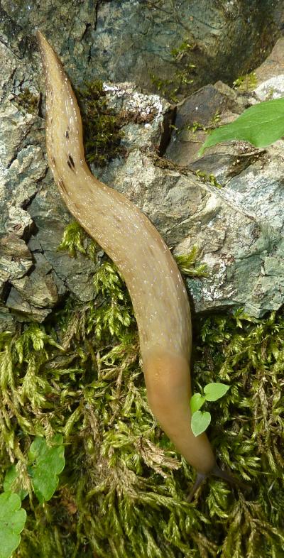 Limax aldrovandi Moquin-Tandon 1855 da Fontana Gelata-Ferriere-PC